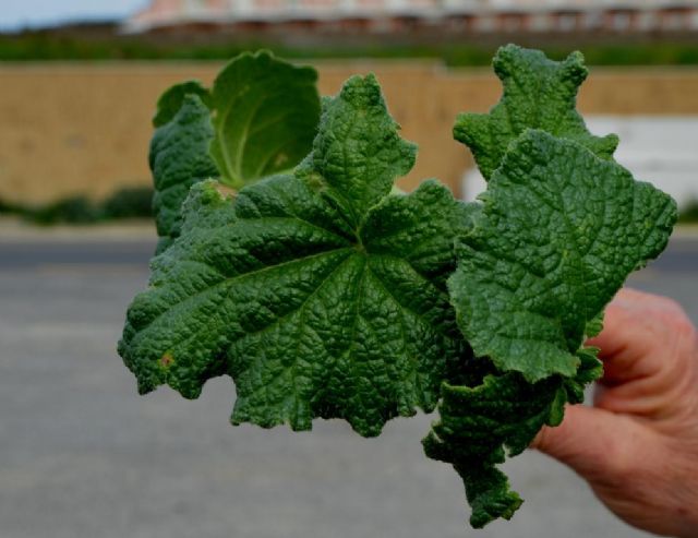 Ecballium elaterium / Ccomero asinino (Cucurbitaceae)